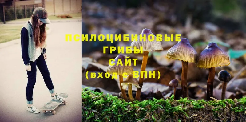 Псилоцибиновые грибы Psilocybine cubensis  Ярославль 